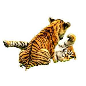 Two Adorable Tiger Cubs Playfully Wrestling On A Lush Green Grass Field. 13424 - Cat PNG image with transparent background